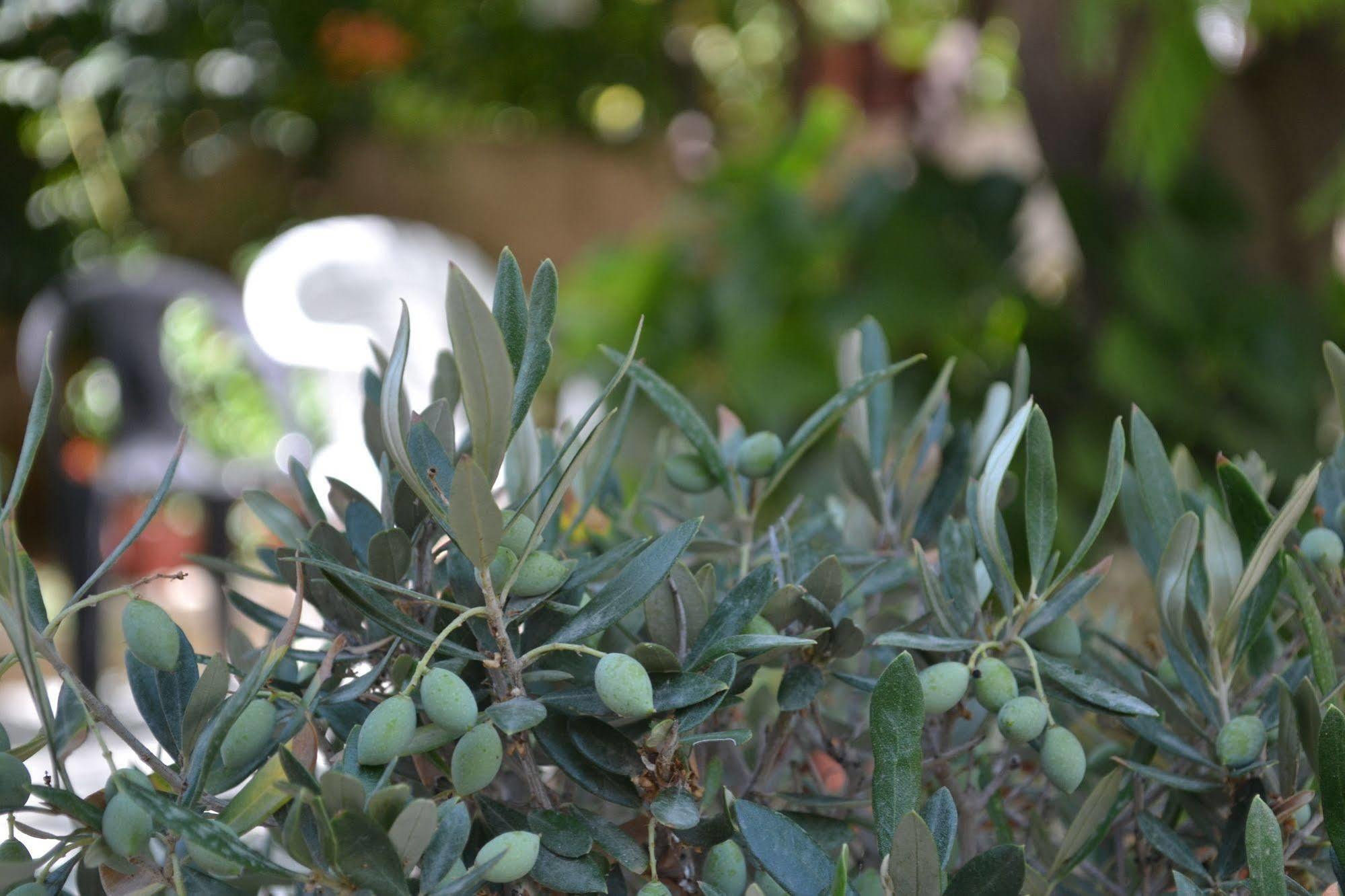 Veggie Garden Athens B&B Екстер'єр фото